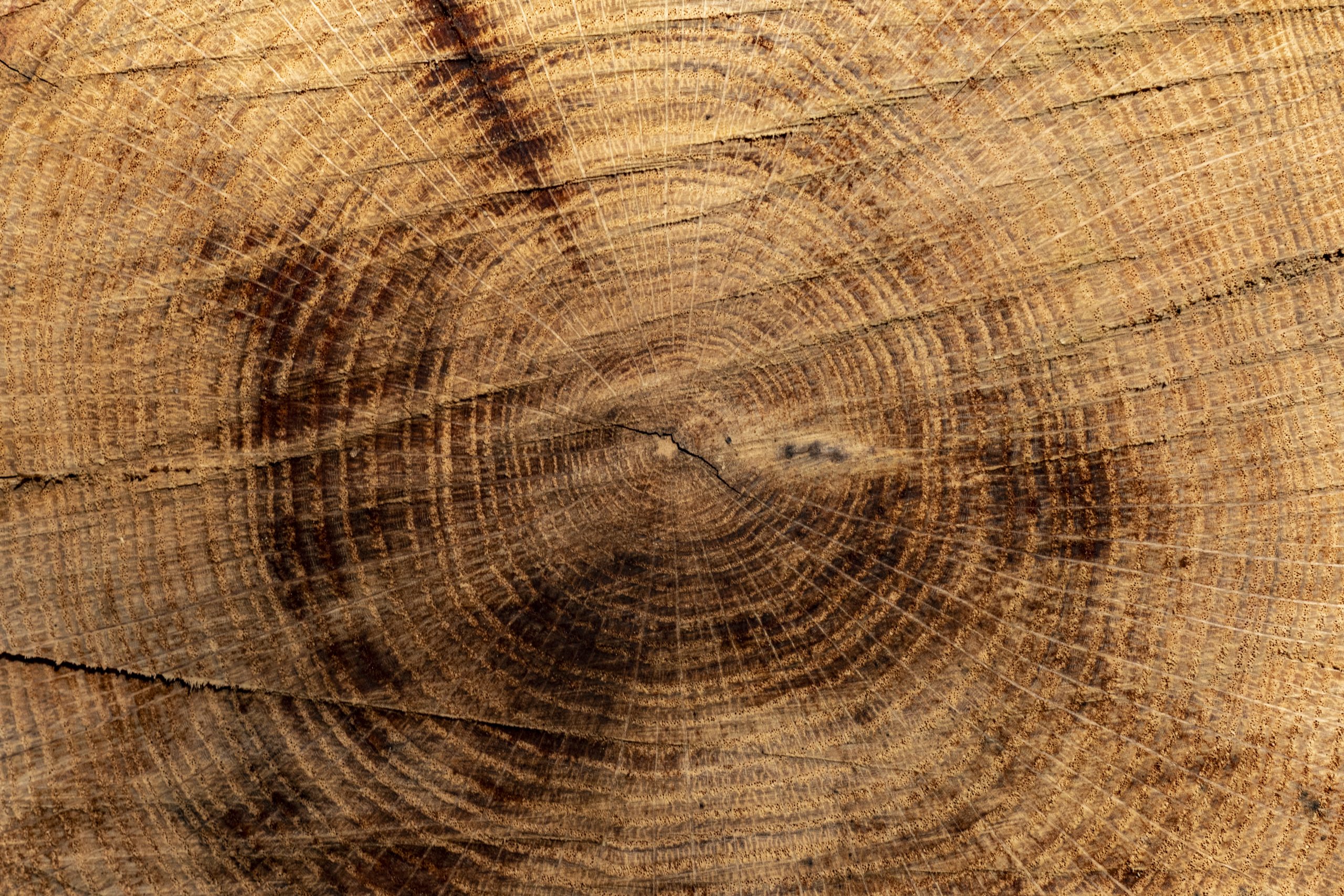 A close up of the rings on a tree